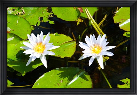 Framed Water lilies with lily pads in a pond, Isola Madre, Stresa, Lake Maggiore, Piedmont, Italy Print