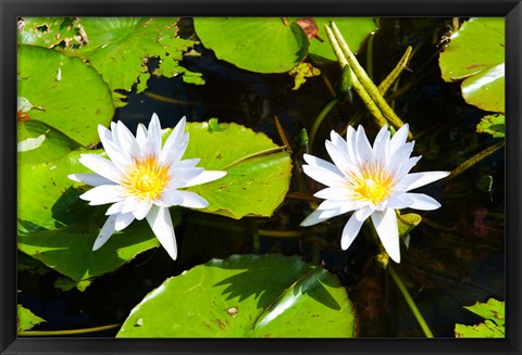 Framed Water lilies with lily pads in a pond, Isola Madre, Stresa, Lake Maggiore, Piedmont, Italy Print