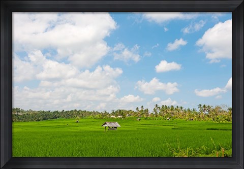 Framed Rice field, Rejasa, Penebel, Bali, Indonesia Print