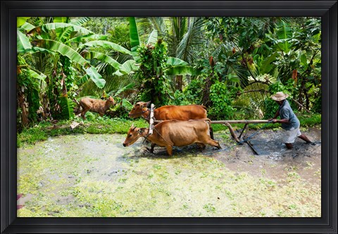 Framed Paddy Field, Rejasa, Penebel, Bali, Indonesia Print