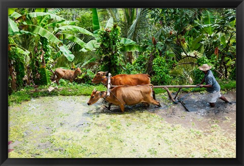 Framed Paddy Field, Rejasa, Penebel, Bali, Indonesia Print