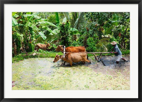 Framed Paddy Field, Rejasa, Penebel, Bali, Indonesia Print