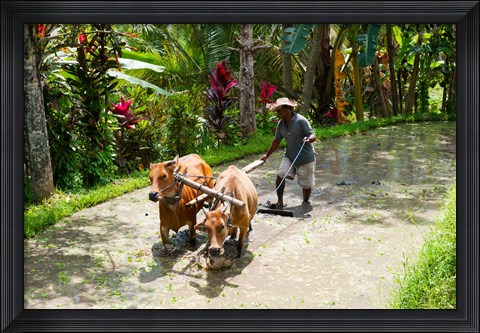 Framed Farmer with Oxen, Rejasa, Penebel, Bali, Indonesia Print