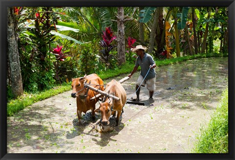 Framed Farmer with Oxen, Rejasa, Penebel, Bali, Indonesia Print