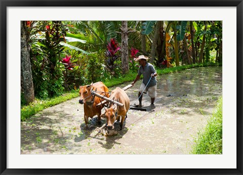 Framed Farmer with Oxen, Rejasa, Penebel, Bali, Indonesia Print