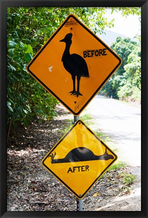 Framed Warning sign at the roadside, Cape Tribulation, Queensland, Australia Print