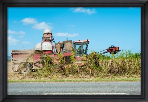 Framed Sugar Cane being Harvested, Australia Print