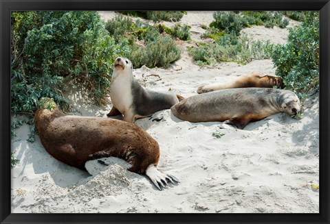 Framed Australian Sea Lions (Neophoca cinerea) resting in sand, Seal Bay, Kangaroo Island, South Australia, Australia Print