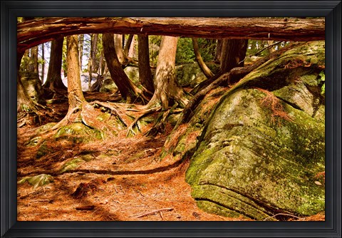 Framed Trail in a forest, Muskoka, Ontario, Canada Print