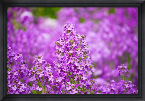 Framed Close-up of Pink Fireweed flowers, Ontario, Canada Print
