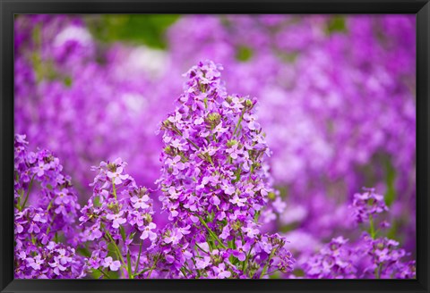 Framed Close-up of Pink Fireweed flowers, Ontario, Canada Print