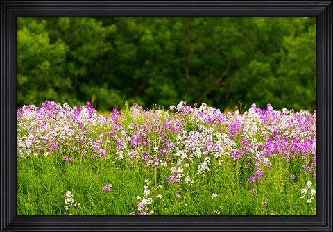 Framed Pink and white fireweed flowers, Ontario, Canada Print