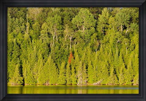 Framed Trees at the lakeside, Lake Muskoka, Ontario, Canada Print