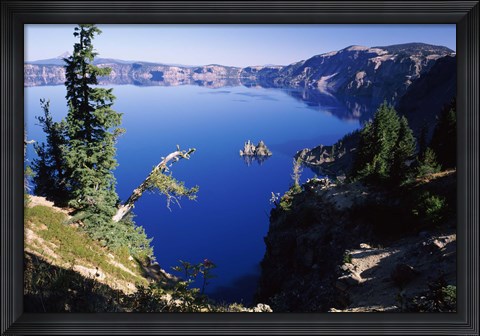 Framed Red Elderberry (Sambucus racemosa) with Phantom Ship island in Crater Lake, Crater Lake National Park, Oregon, USA Print