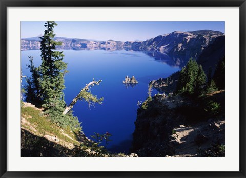 Framed Red Elderberry (Sambucus racemosa) with Phantom Ship island in Crater Lake, Crater Lake National Park, Oregon, USA Print