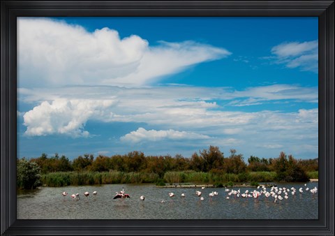 Framed Flamingos in a lake, Parc Ornithologique Du Pont de Gau, D570, Camargue, Bouches-Du-Rhone, Provence-Alpes-Cote d&#39;Azur, France Print