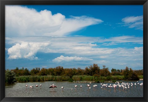 Framed Flamingos in a lake, Parc Ornithologique Du Pont de Gau, D570, Camargue, Bouches-Du-Rhone, Provence-Alpes-Cote d&#39;Azur, France Print