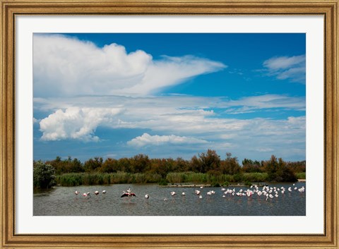 Framed Flamingos in a lake, Parc Ornithologique Du Pont de Gau, D570, Camargue, Bouches-Du-Rhone, Provence-Alpes-Cote d&#39;Azur, France Print