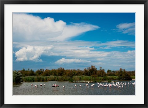 Framed Flamingos in a lake, Parc Ornithologique Du Pont de Gau, D570, Camargue, Bouches-Du-Rhone, Provence-Alpes-Cote d&#39;Azur, France Print
