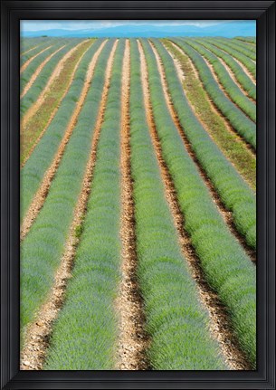 Framed Rows of Lavender, Provence-Alpes-Cote d&#39;Azur, France Print