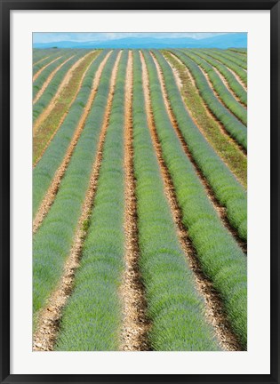 Framed Rows of Lavender, Provence-Alpes-Cote d&#39;Azur, France Print