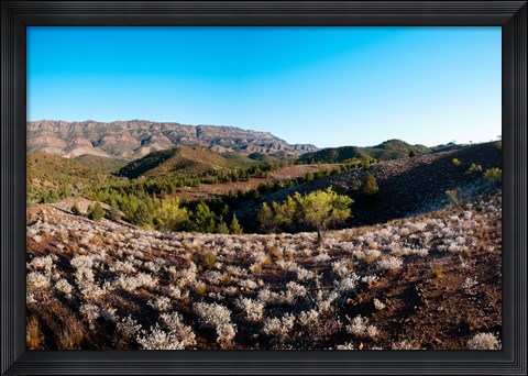 Framed Typical outback landscape, Hawker, Flinders Ranges National Park, South Australia, Australia Print
