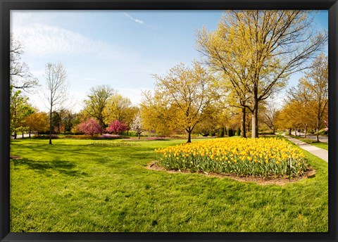 Framed Flowers with trees at Sherwood Gardens, Baltimore, Maryland, USA Print