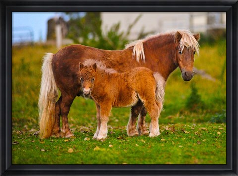Framed Shetland ponies standing on the grass Print
