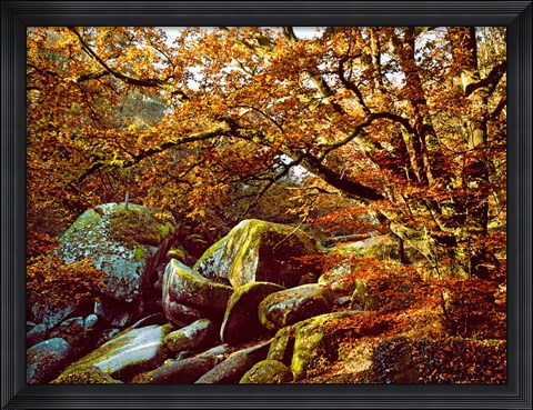 Framed Trees with Granite Rocks at Huelgoat forest in autumn, Finistere, Brittany, France Print