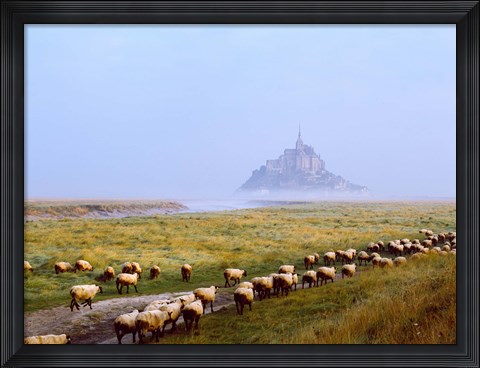 Framed Flock of sheep in a field with Mont Saint-Michel island in the background, Manche, Basse-Normandy, France Print
