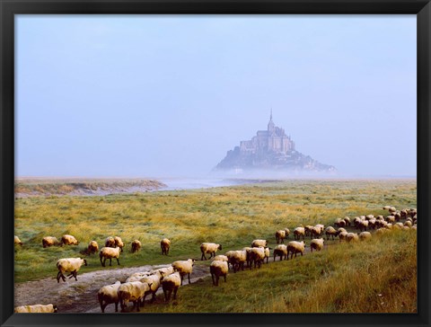 Framed Flock of sheep in a field with Mont Saint-Michel island in the background, Manche, Basse-Normandy, France Print