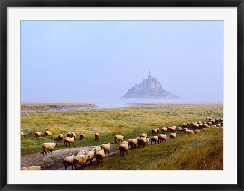 Framed Flock of sheep in a field with Mont Saint-Michel island in the background, Manche, Basse-Normandy, France Print