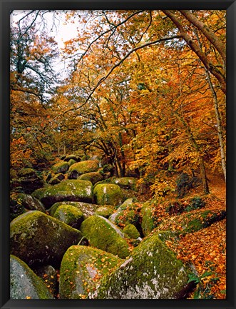 Framed Huelgoat Forest in Autumn, Finistere, Brittany, France Print