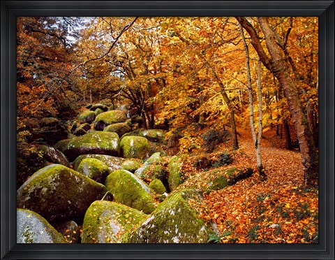 Framed Autumn Trees with Granite Rocks, Huelgoat forest, Finistere, Brittany, France Print
