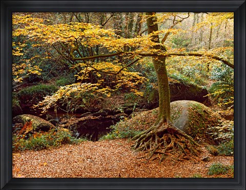 Framed Huelgoat Forest Covered in Autumn Leaves, Finistere, Brittany, France Print