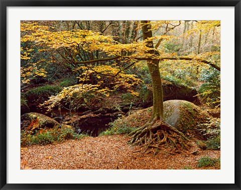 Framed Huelgoat Forest Covered in Autumn Leaves, Finistere, Brittany, France Print