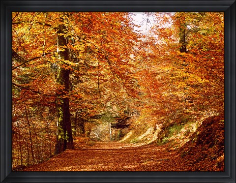 Framed Trees at Huelgoat forest in autumn, Finistere, Brittany, France Print