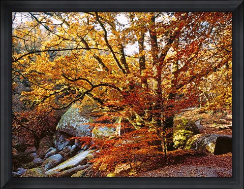 Framed Autumn in Huelgoat Forest, Brittany, France Print