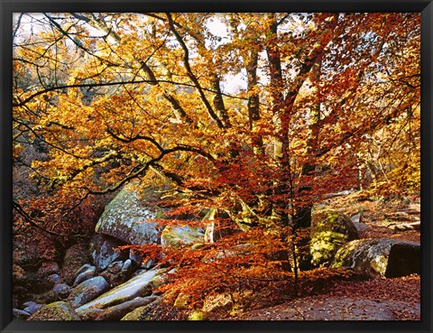 Framed Autumn in Huelgoat Forest, Brittany, France Print
