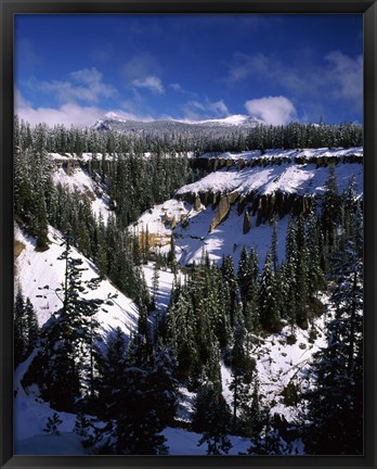 Framed Snow covered trees in winter, Godfrey Glen, Crater Lake National Park, Oregon, USA Print