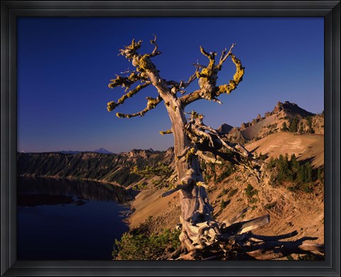 Framed Whitebark Pine tree at lakeside, Merriam Point, Crater Lake National Park, Oregon, USA Print