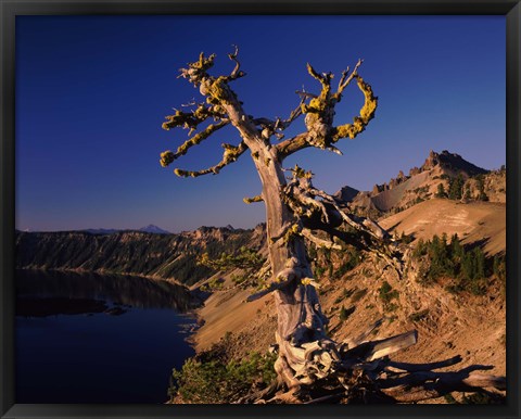 Framed Whitebark Pine tree at lakeside, Merriam Point, Crater Lake National Park, Oregon, USA Print