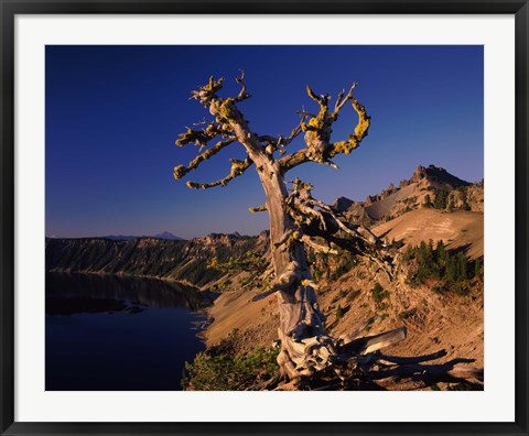 Framed Whitebark Pine tree at lakeside, Merriam Point, Crater Lake National Park, Oregon, USA Print