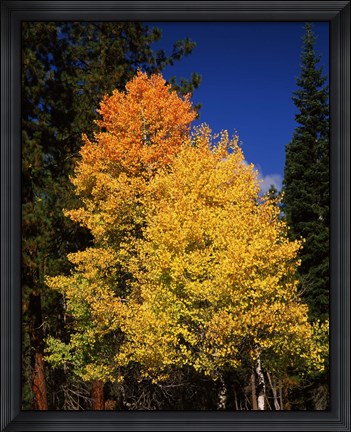 Framed Ponderosa pine with Aspen and Fir trees in autumn, Crater Lake National Park, Oregon, USA Print