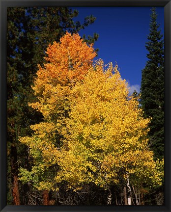 Framed Ponderosa pine with Aspen and Fir trees in autumn, Crater Lake National Park, Oregon, USA Print