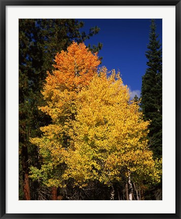 Framed Ponderosa pine with Aspen and Fir trees in autumn, Crater Lake National Park, Oregon, USA Print