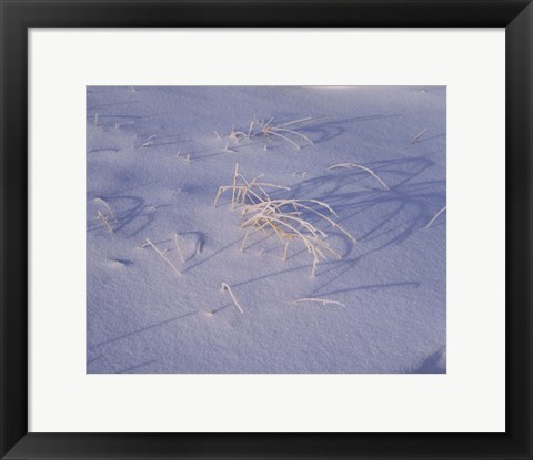 Framed Snow covered grass on South Rim, Crater Lake National Park, Oregon, USA Print
