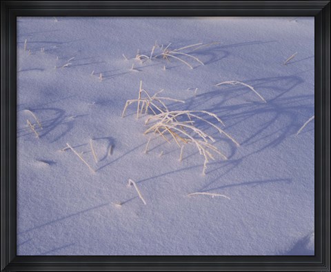 Framed Snow covered grass on South Rim, Crater Lake National Park, Oregon, USA Print