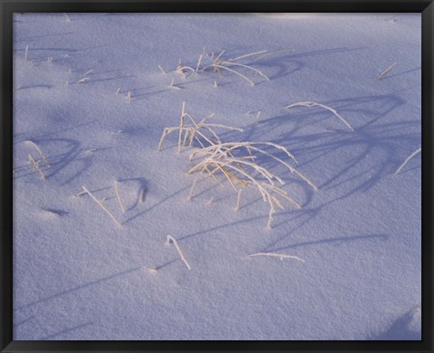 Framed Snow covered grass on South Rim, Crater Lake National Park, Oregon, USA Print