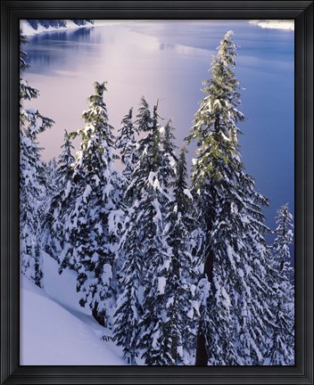 Framed Snow Covered Trees at South Rim, Crater Lake National Park, Oregon Print
